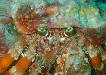 ソメンヤドカリ