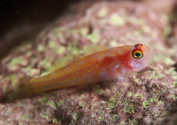 カタボシニシキベニハゼ