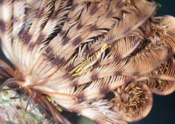 ラオメネス・ティグリス