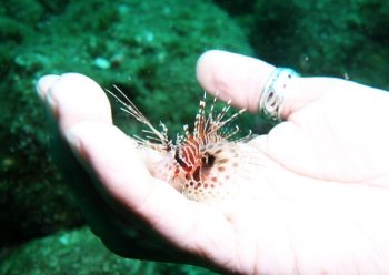 ネッタイミノカサゴ