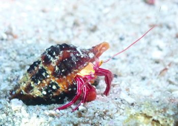 クレナイゼブラヤドカリ