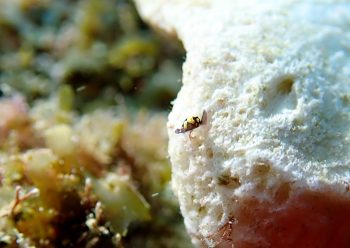 トンプソンコトリガ