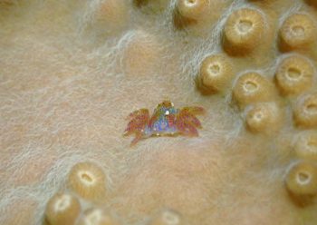 アシビロサンゴヤドリガニ