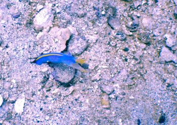 ハナヒゲウツボ