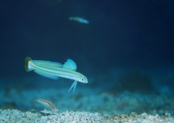 スジクロユリハゼ