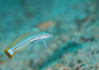 スジクロユリハゼ