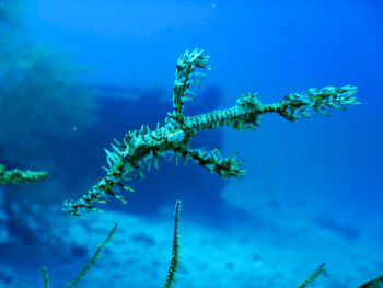 ニシキフウライウオ