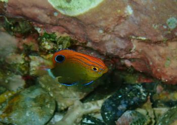 メガネスズメダイ