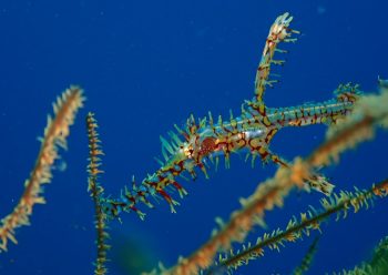 ニシキフウライウオ