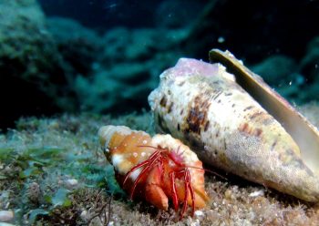 ゼブラホンヤドカリ