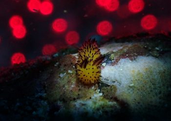 ゴマフビロードウミウシ