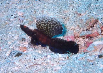 ホタテツノハゼ