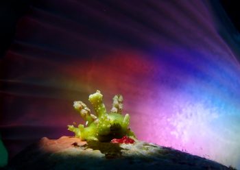 フリソデミドリガイ