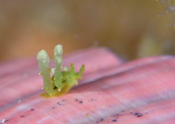 フリソデミドリガイ