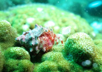 ベニホンヤドカリ