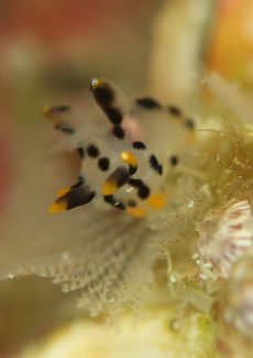 ツノザヤウミウシ