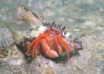 フルセゼブラヤドカリ