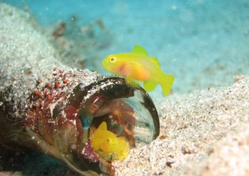 ミジンベニハゼ