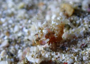 サガミツノメエビ