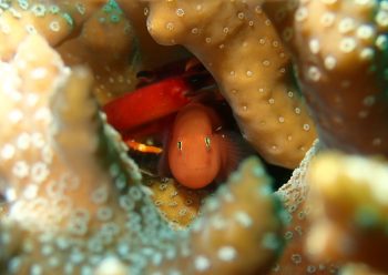 タスジコバンハゼ