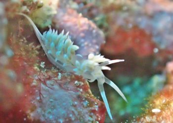 ハクセンミノウミウシSP