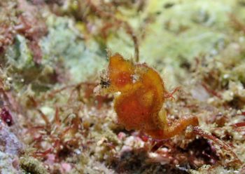 ハチジョウタツ