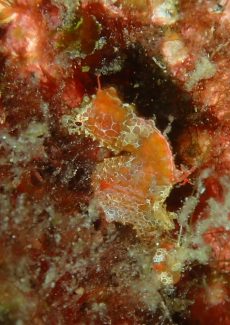 ハチジョウタツ