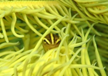 ウミシダウバウオ