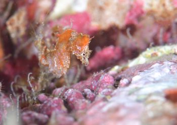 ハチジョウタツ