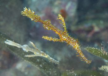 ニシキフウライウオとフウライウオ？