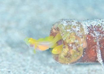 ミジンベニハゼ