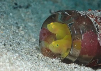 ミジンベニハゼ