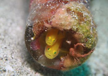 ミジンベニハゼ