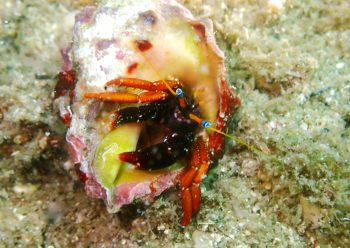 セグロサンゴヤドリカリ