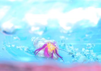 ムラサキゼブラヤドカリ