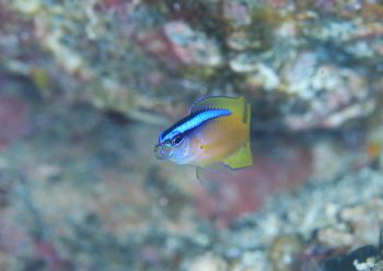 アオスジスズメダイ