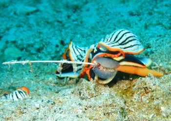 タテジマウミウシ