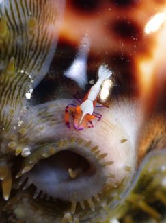 ウミウシカクレエビ