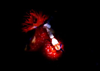 ウミウシカクレエビ