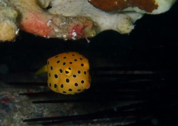 ミナミハコフグ幼魚