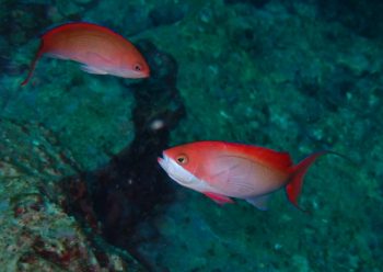 カシワハナダイ