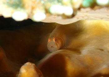 アワイロコバンハゼ