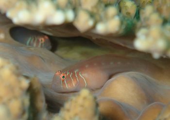 アワイロコバンハゼ