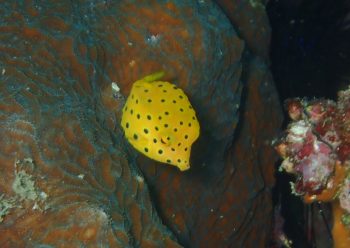 ミナミハコフグ