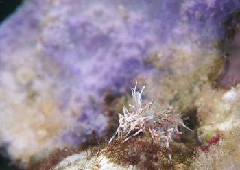 トゲツノメエビ