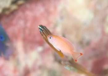 ケラマハナダイ