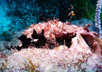 クマドリカエルアンコウ