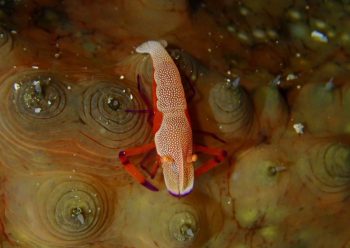 ウミウシカクレエビ