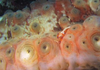 ウミウシカクレエビ