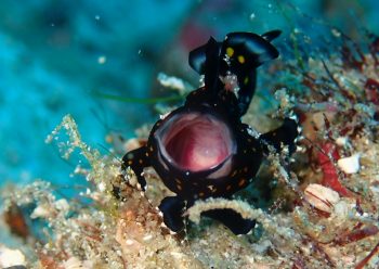 クマドリカエルアンコウ